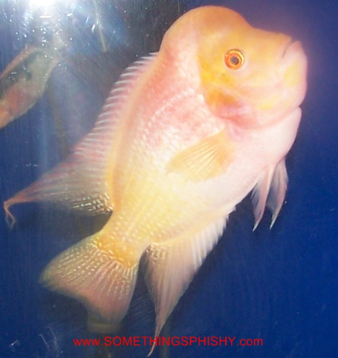 Flowerhorn - Platinum Gold - 8 inch